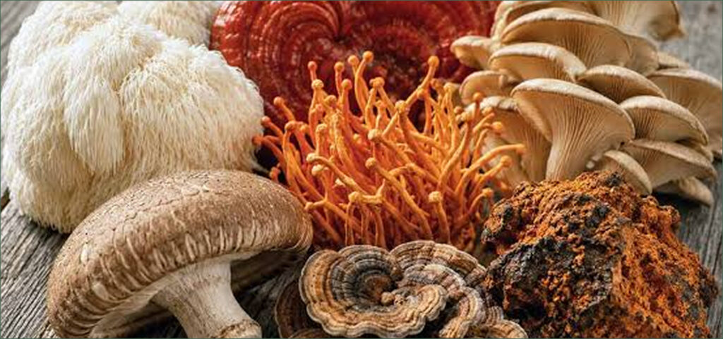 Functional Mushrooms: What They Actually Do