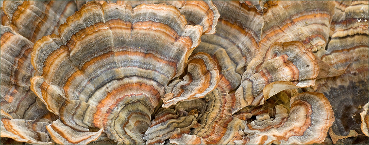 Turkey Tail: The Mushroom for Your Inner Ecosystem