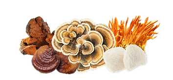 Functional mushrooms